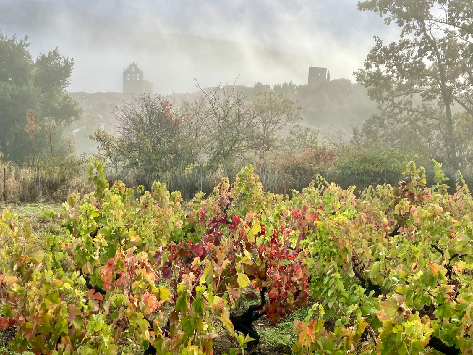 Rufete wine from La Bodega Medieval