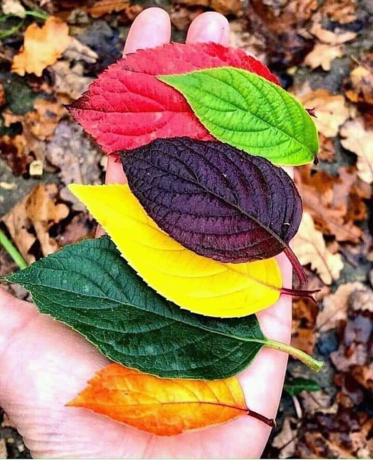 Autumn in the Sierra de Francia